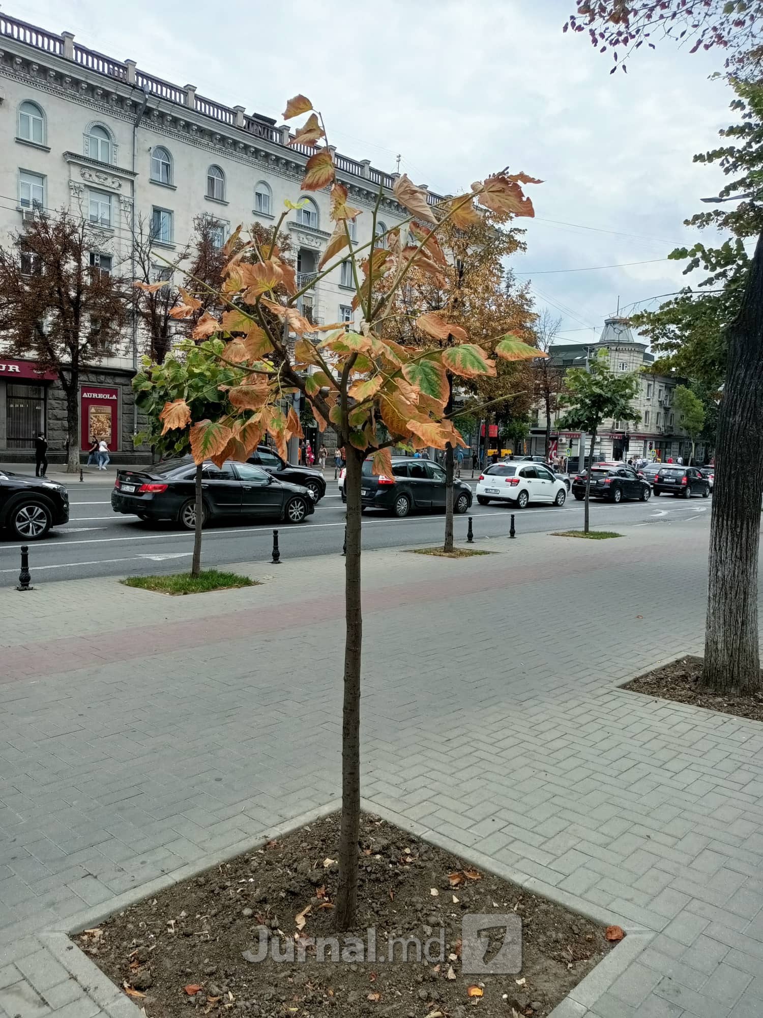 FOTO // Troturarele lui Ion Ceban omoară copacii din centrul Capitalei