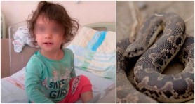„Sfârșit tragic” pentru un șarpe, care atacase o fetiță de doar 2 ani. Copila a sfâșiat reptila cu dinții