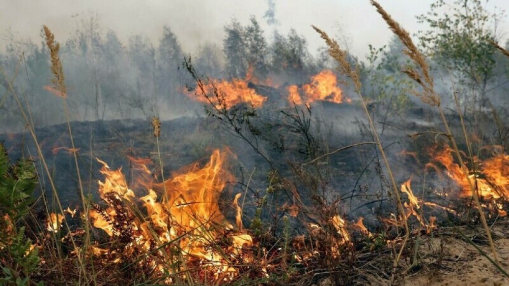 Rusia ARDE - Peste 8.000 de hectare de păduri și vegetație, au fost afectate de incendii