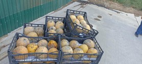 ATENȚIE la ce cumpărați! Lot de pepene galben INTERZIS de ANSA. Ce nereguli a depistat