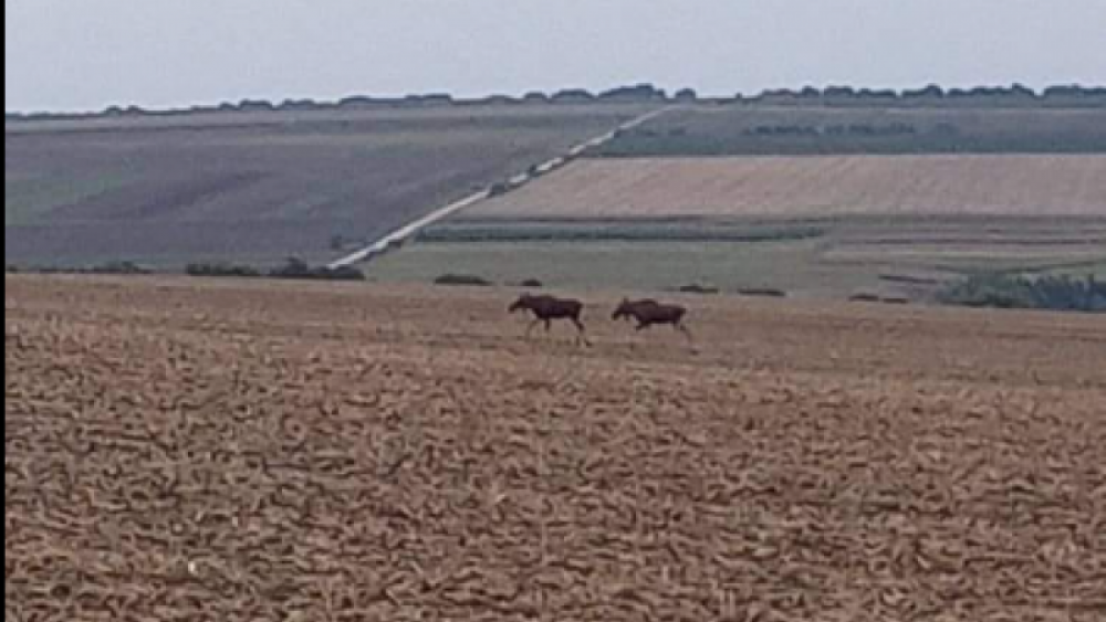 VIDEO // Animale NEOBIȘNUITE pentru meleagurile noastre, surprinse la Drochia. Cum ar fi ajuns elanii în R. Moldova