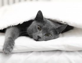 Te trezește pisica în fiecare dimineață? Iată soluțiile care te ajută să scapi de problemă
