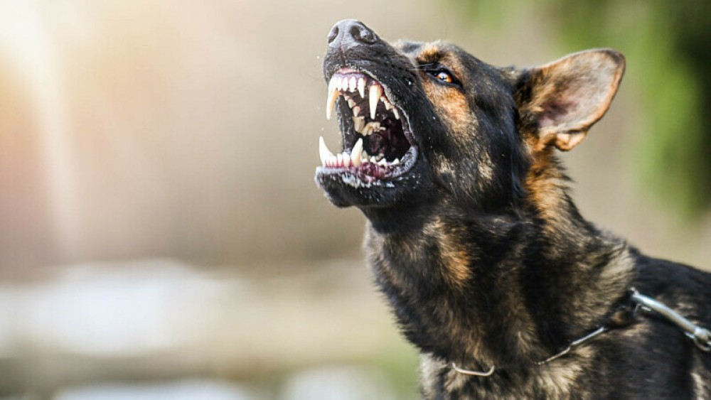 Câine agresiv care a atacat și mușcat o tânără de 23 de ani, împușcat de un polițist pe o stradă din Mangalia, România