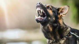 Câine agresiv care a atacat și mușcat o tânără de 23 de ani, împușcat de un polițist pe o stradă din Mangalia, România