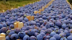 Încă un „FESTIVAL” în Moldova: Anual va fi organizat Festivalul Național al Prunei