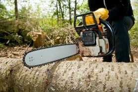 Spații Verzi intervine la defrișarea arborilor uscați, în preajma instituțiilor de învățământ din municipiul Chișinău
