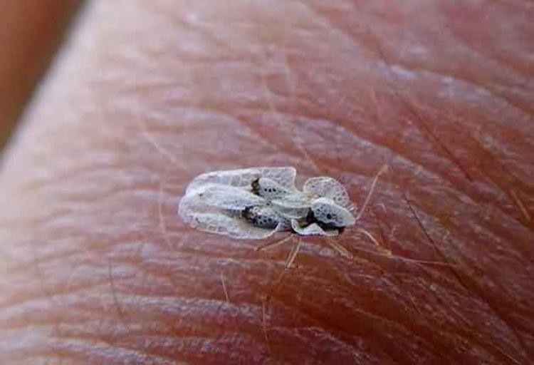 Insecta supărătoare, de „import”, ce „terorizează” moldovenii. Entomolog: Nu se știe ce determină această specie să înțepe oamenii