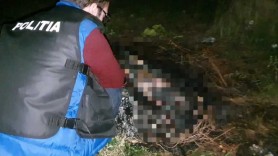 Și-a ucis câinele, iar apoi i-a dat foc pentru că animalul era prea gălăgios. Poliția a reținut suspectul, un bărbat de 50 de ani din Botoșani, România