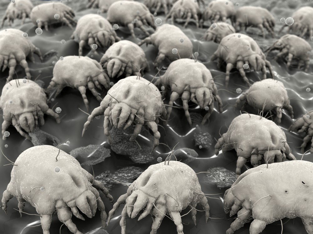 FOTO // Descoperire șocantă. Ce fac creaturile microscopice pe fețele noastre când dormim