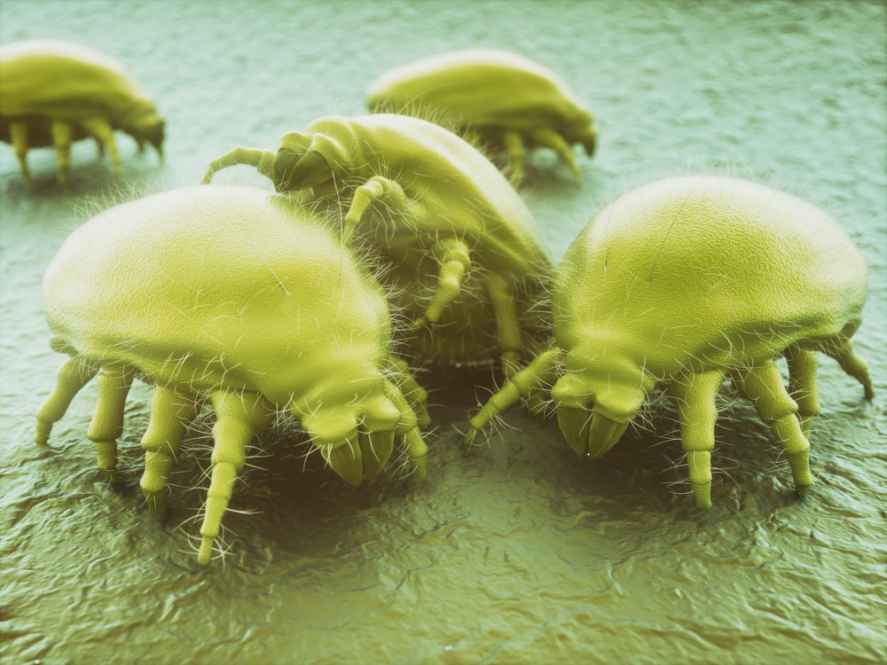 FOTO // Descoperire șocantă. Ce fac creaturile microscopice pe fețele noastre când dormim