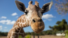 Fetiță de un an, zdrobită de o girafă. Mama micuței, în stare critică la spital