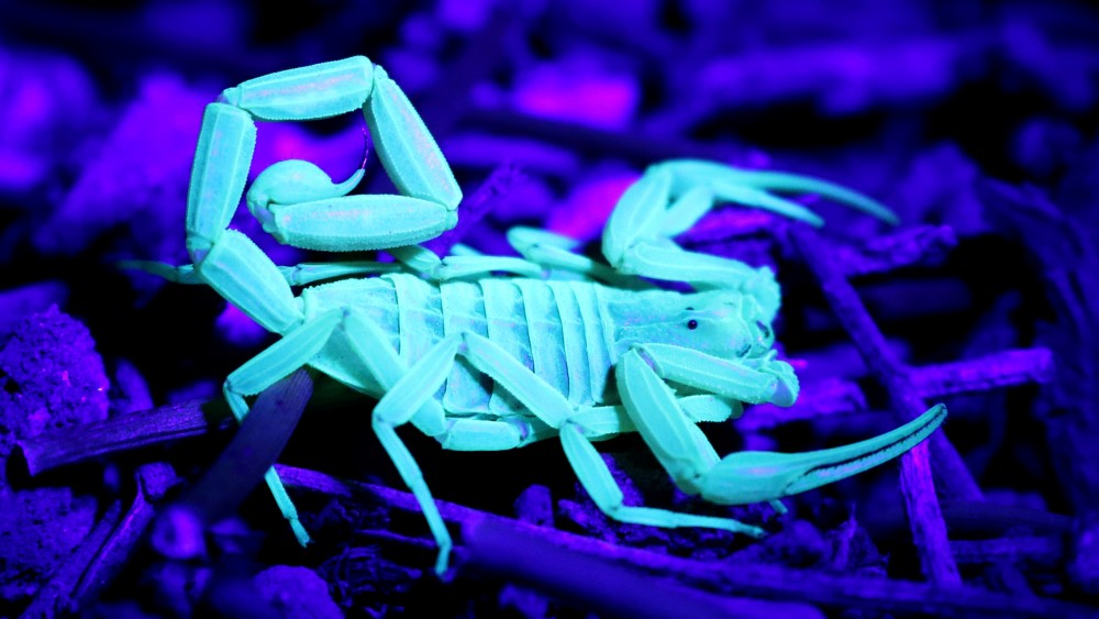 HOROSCOP: Mercur intră în Scorpion. Este ziua cea mare a nativilor din această zodie