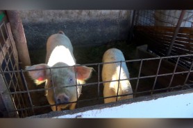 Sfârșit TRAGIC: Un bărbat, ucis de porci în propria gospodărie