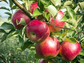 Horticultorii ruși cer interzicerea importului de mere din Moldova