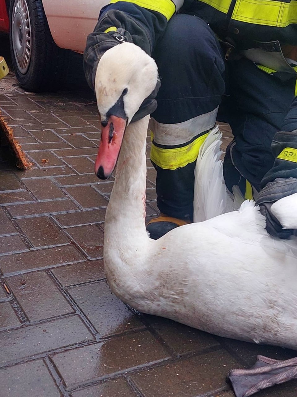 Salvatorii au intervenit în ajutorul unei lebede, care a rămas blocată într-un canal de evacuare a apei