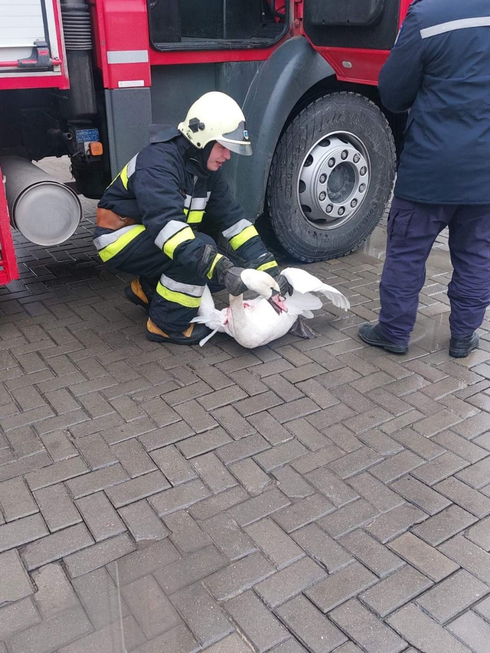 Salvatorii au intervenit în ajutorul unei lebede, care a rămas blocată într-un canal de evacuare a apei