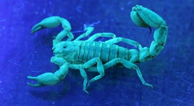Moment bun pentru Scorpioni să-și unească rudele. Horoscopul zilei de 5 februarie 2023