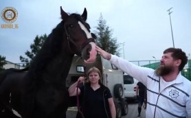 Calul lui Kadîrov furat din Cehia. Cât valorează acesta