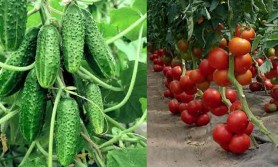 De ce să nu plantezi NICIODATĂ roșiile lângă castraveți. Greșeala pe care o fac mulți gospodari