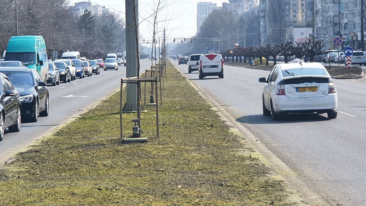 FOTO // În Chișinău este „vopsit” gazonul? Ce spune primăria