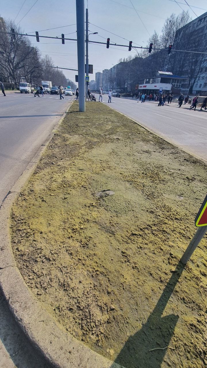 FOTO // În Chișinău este „vopsit” gazonul? Ce spune primăria
