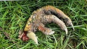 „Gheara de dinozaur” descoperită în curtea unei femei a stârnit controverse pe internet