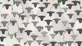 Doar persoanele cu IQ ridicat pot descoperi animalul care nu se potrivește printre oi în doar 11 secunde