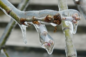 Alertă METEO: Serviciul Hidrometeorologic de Stat a emis COD GALBEN de îngheț pe tot teritoriul țării