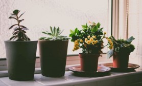 Ce plante de apartament sunt benefice pentru organismul uman