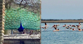 Apariții exotice în Ucraina: Păuni pe străzile din Kiev și Flamingo la Odesa