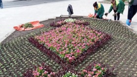 Chișinăul înverzește: În premieră sunt sădite plante terapeutice