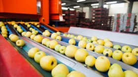 Marea Britanie a liberalizat toate taxele vamale aplicate la importul produselor agricole din Moldova