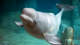 Alertă pe coastele Suediei: Ce spun specialiștii despre beluga-spion a Rusiei