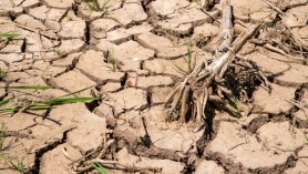 Avertismentul savanților: Siguranța alimentară este în pericol din cauza valurilor de căldură