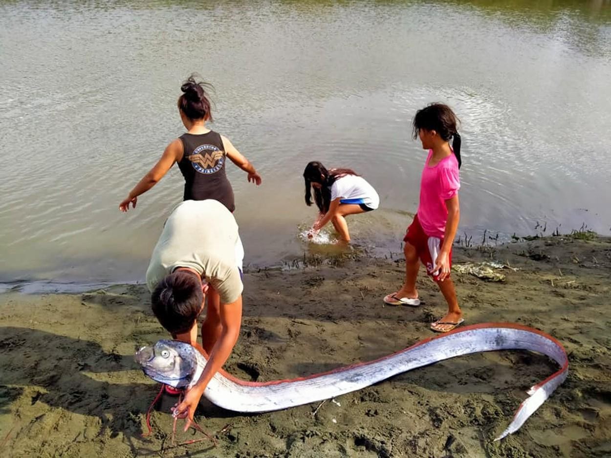 FOTO // ”Fiara” care a ajuns pe o plajă, chiar în mijlocul oamenilor. Vietatea groaznică pe care localnicii o numesc ”vestitorul nenorocirii”