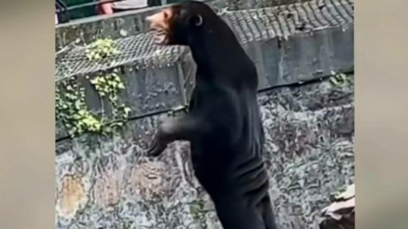 VIDEO // O grădină zoologică acuzată că și-ar înșela vizitatorii cu oameni deghizați în urși
