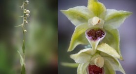 O nouă specie de orhidee, descoperită în România. Cercetătorii au crezut că a dispărut definitiv