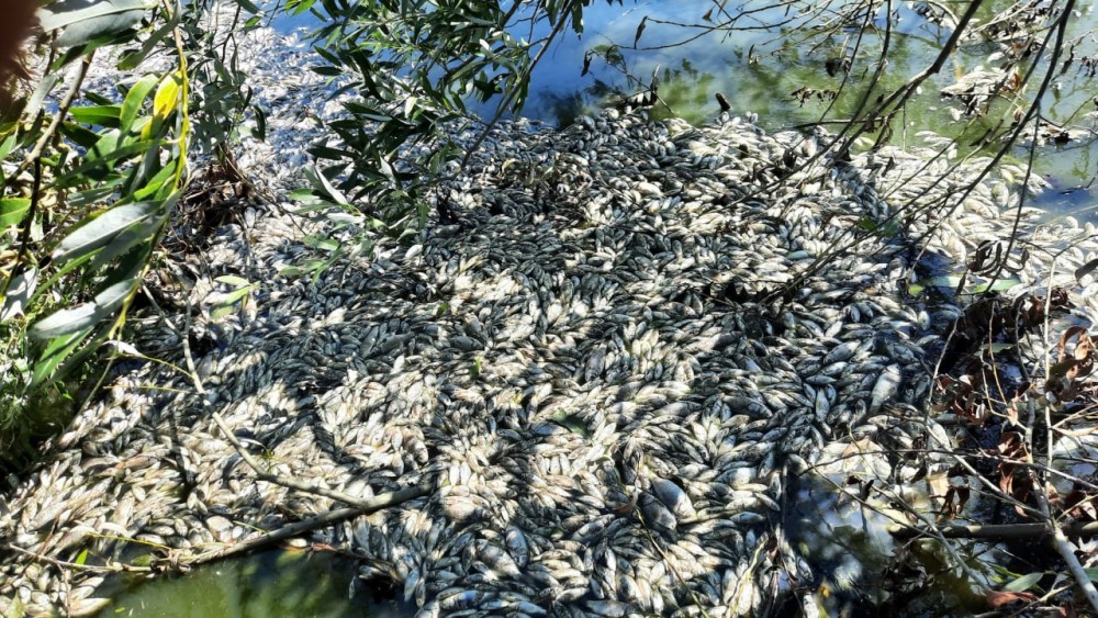FOTO // Catastrofă ecologică la Edineț. Sute de pești morți zac pe malul unui iaz