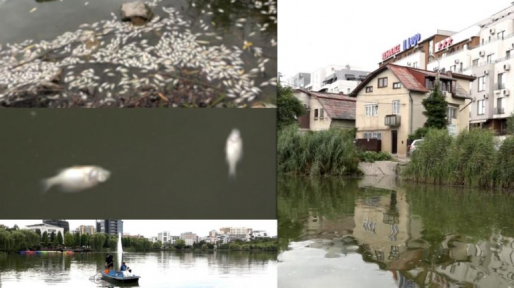 ÎNGROZITOR // Mii de peşti morţi într-un lac din România: ”Un loc frumos s-a transformat practic într-un cimitir de animale”