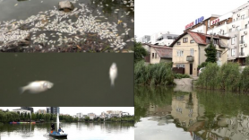 ÎNGROZITOR // Mii de peşti morţi într-un lac din România: ”Un loc frumos s-a transformat practic într-un cimitir de animale”