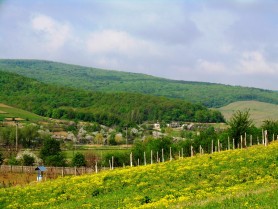 Copacul din țara noastră, considerat extrem de periculos. De ce nu trebuie să stai niciodată sub el