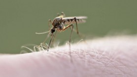 Studiu: Ţânţarul comun și-a dezvoltat rezistență la insecticide