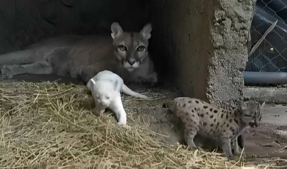 În lume sunt doar patru astfel de exemplare. Un pui albinos de pumă s-a născut într-un zoo din Nicaragua