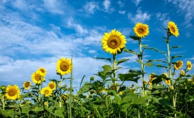 Agricultorii care au cultivat floarea-soarelui vor primi motorină gratis
