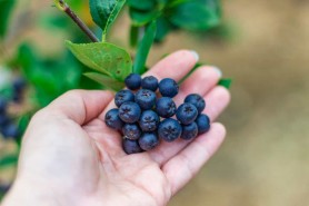 Fructul mic şi negru, care distruge cancerul