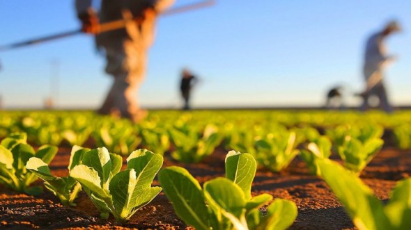 Ilan Șor sare în ajutor agricultorilor moldoveni? Anunță că a fost elaborat un program special