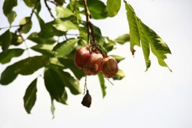 Fructul care te poate îmbolnăvi grav dacă îl consumi atunci când este încă verde