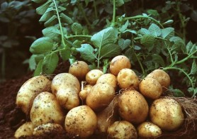 Cartoful, alimentul perfect pentru flora intestinală dacă știi cum să-l prepari. De ce să-l consumi rece