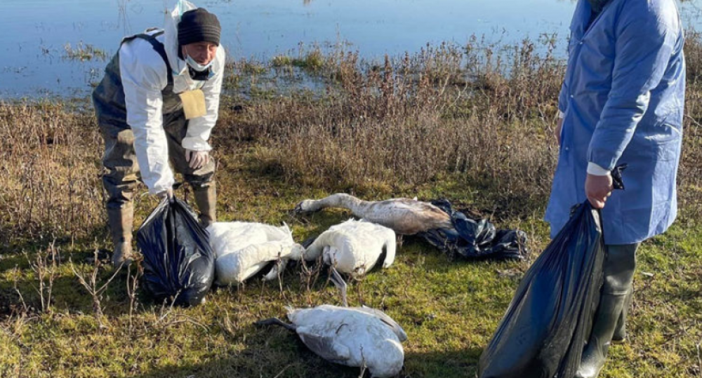 FLASH // 55 de lebede moarte, găsite la Florești. Se presupune a fi gripa aviară