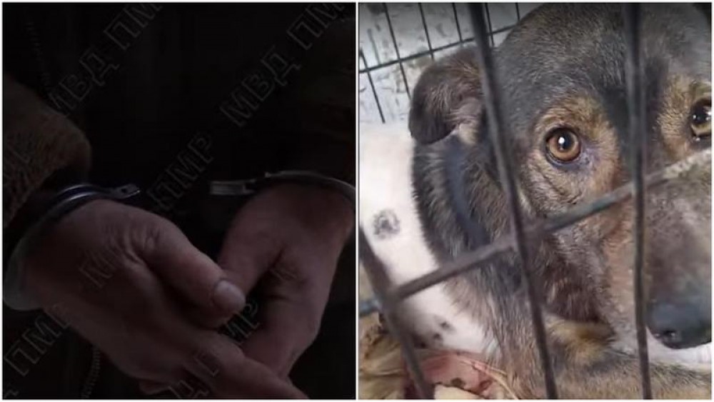 Riscă dosar penal pentru că și-a împușcat câinele în plină stradă. Cum și-a argumentat „isprava”